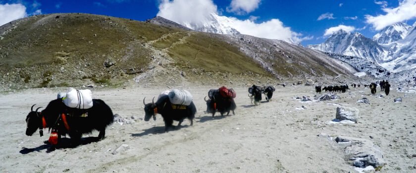 yak